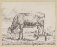 TvB G 3021
          <br/>
          Kalf, grazend
          <br/>
          <em>Velde, Adriaen van de (1636-1672)</em>